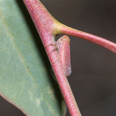 Katipo rubrivenosa (A leafhopper) at Bruce, ACT - 3 Dec 2025 by AlisonMilton