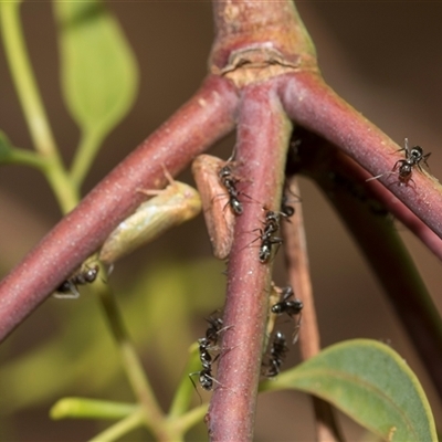 Katipo rubrivenosa (A leafhopper) at Hawker, ACT - 28 Nov 2025 by AlisonMilton
