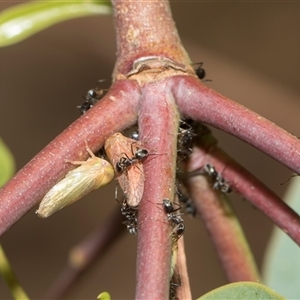 Unverified Ant (Hymenoptera, Formicidae) at Hawker, ACT - 28 Nov 2025 by AlisonMilton