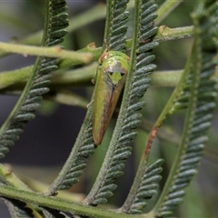 Unverified Leafhopper or planthopper (Hemiptera, several families) at Bruce, ACT - 3 Dec 2025 by AlisonMilton