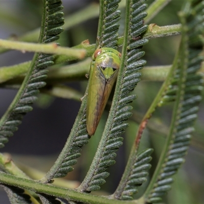 Unverified Leafhopper or planthopper (Hemiptera, several families) at Bruce, ACT - 3 Dec 2025 by AlisonMilton