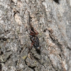 Chalcidoidea (superfamily) at Hawker, ACT - 4 Dec 2025 by AlisonMilton