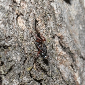Chalcidoidea (superfamily) at Hawker, ACT - 4 Dec 2025 by AlisonMilton