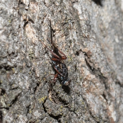 Chalcidoidea (superfamily) at Hawker, ACT - 4 Dec 2025 by AlisonMilton