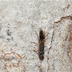 Bethylidae (family) at Hawker, ACT - 4 Dec 2025 by AlisonMilton