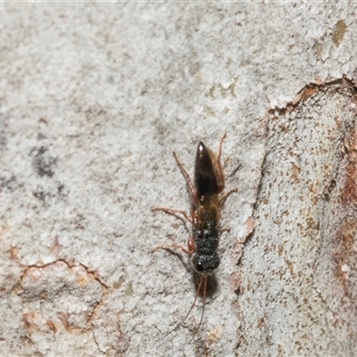 Bethylidae (family) at Hawker, ACT - 4 Dec 2025 by AlisonMilton