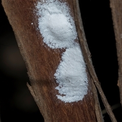 Unverified Leafhopper or planthopper (Hemiptera, several families) at Hawker, ACT - 4 Dec 2025 by AlisonMilton