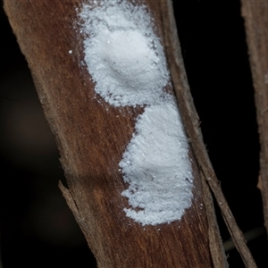 Unverified Leafhopper or planthopper (Hemiptera, several families) at Hawker, ACT - 4 Dec 2025 by AlisonMilton