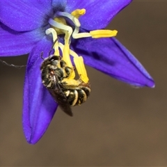 Unverified Bee (Hymenoptera, Apiformes) at Higgins, ACT - 5 Dec 2025 by AlisonMilton