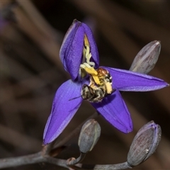 Lipotriches (Austronomia) phanerura at Higgins, ACT - 5 Dec 2025 01:30 PM