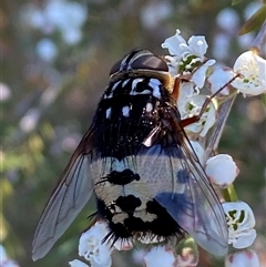 Formosia (Euamphibolia) speciosa at Jerrabomberra, NSW - 7 Dec 2025 by SteveBorkowskis