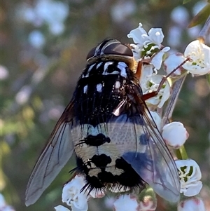 Formosia (Euamphibolia) speciosa at Jerrabomberra, NSW - Yesterday by SteveBorkowskis