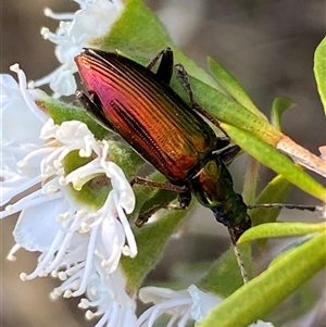 Lepturidea viridis (Green comb-clawed beetle) at Jerrabomberra, NSW - Yesterday by SteveBorkowskis