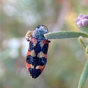 Castiarina sexplagiata at Jerrabomberra, NSW - Yesterday by SteveBorkowskis
