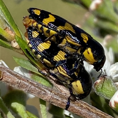 Castiarina octospilota (A Jewel Beetle) at Jerrabomberra, NSW - 7 Dec 2025 by SteveBorkowskis