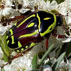 Eupoecila australasiae (Fiddler Beetle) at Jerrabomberra, NSW - Yesterday by SteveBorkowskis