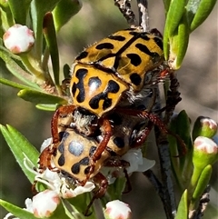 Neorrhina punctatum (Spotted flower chafer) at Jerrabomberra, NSW - 7 Dec 2025 by SteveBorkowskis