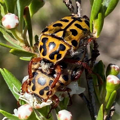 Neorrhina punctatum (Spotted flower chafer) at Jerrabomberra, NSW - 7 Dec 2025 by SteveBorkowskis