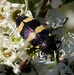 Castiarina vicina at Jerrabomberra, NSW - 7 Dec 2025 by SteveBorkowskis