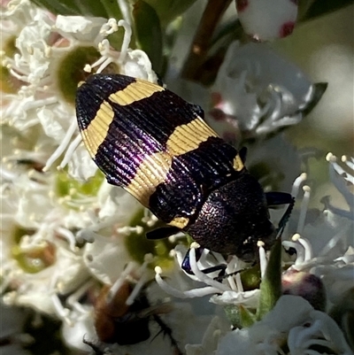 Castiarina vicina at Jerrabomberra, NSW - 7 Dec 2025 by SteveBorkowskis