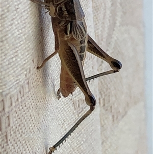 Unverified Grasshopper (several families) at Crowther, NSW - Yesterday by Frecko