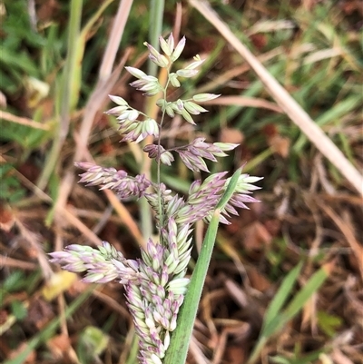 Holcus lanatus (Yorkshire Fog) at Crowther, NSW - 7 Dec 2025 by Frecko