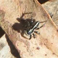 Euophryinae sp. (Mr Stripey) undescribed at Acton, ACT - Yesterday by Christine