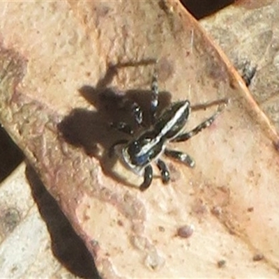 Euophryinae sp. (Mr Stripey) undescribed at Acton, ACT - Yesterday by Christine