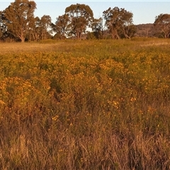 Hypericum perforatum (St John's Wort) at Gordon, ACT - 7 Dec 2025 by MichaelBedingfield