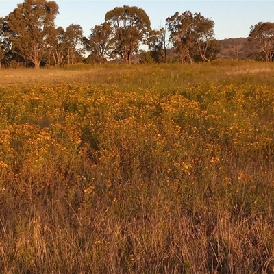 Hypericum perforatum (St John's Wort) at Gordon, ACT - 7 Dec 2025 by MichaelBedingfield