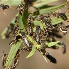 Euryglossa adelaidae at Hall, ACT - 7 Dec 2025 by Anna123