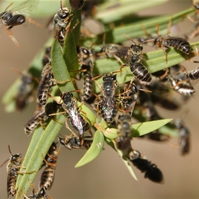Euryglossa adelaidae at Hall, ACT - 7 Dec 2025 by Anna123