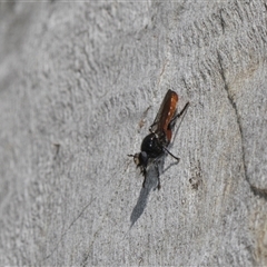 Laphria sp. (genus) (Blue-legged robber fly) at Holt, ACT - 7 Dec 2025 by AlisonMilton