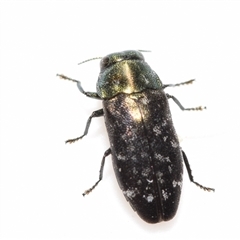 Diphucrania kohouti by DianneClarke