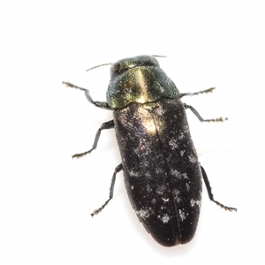 Diphucrania kohouti by DianneClarke