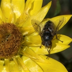 Unverified Bristle Fly (Tachinidae) at Higgins, ACT - Yesterday by AlisonMilton