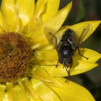 Unverified Bristle Fly (Tachinidae) at Higgins, ACT - Yesterday by AlisonMilton