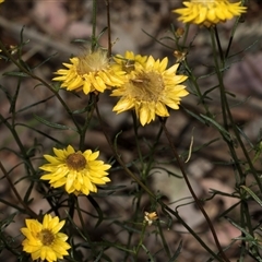 Xerochrysum viscosum at Higgins, ACT - 7 Dec 2025 by AlisonMilton