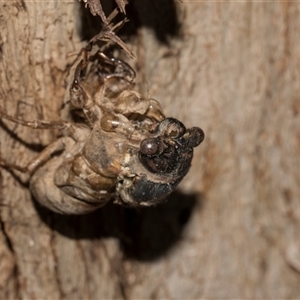 Psaltoda moerens (Redeye cicada) at Turner, ACT - Today by AlisonMilton