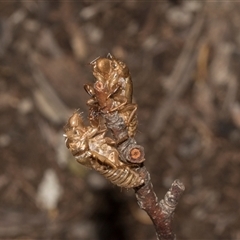 Cicadettini sp. (tribe) (Cicada) at Turner, ACT - Yesterday by AlisonMilton