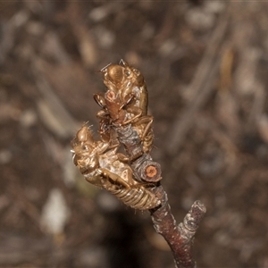 Cicadettini sp. (tribe) (Cicada) at Turner, ACT - Today by AlisonMilton