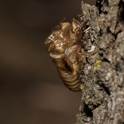 Cicadettini sp. (tribe) (Cicada) at Higgins, ACT - Yesterday by AlisonMilton