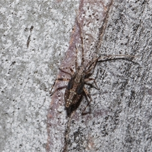 Unverified Shield, Stink or Jewel Bug (Pentatomoidea) at Higgins, ACT - Yesterday by AlisonMilton