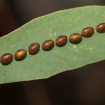 Amorbus (genus) (Eucalyptus Tip bug) at Higgins, ACT - 7 Dec 2025 by AlisonMilton