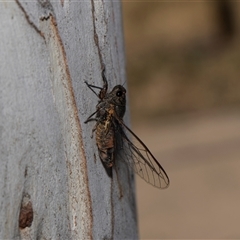 Yoyetta robertsonae (Clicking Ambertail) at Higgins, ACT - Yesterday by AlisonMilton