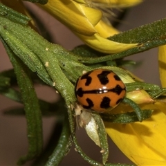 Coccinella transversalis (Transverse Ladybird) at Higgins, ACT - Yesterday by AlisonMilton