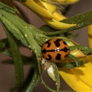 Coccinella transversalis (Transverse Ladybird) at Higgins, ACT - Yesterday by AlisonMilton