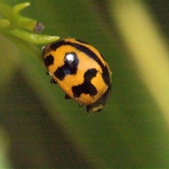 Coccinella transversalis (Transverse Ladybird) at Holt, ACT - Yesterday by AlisonMilton