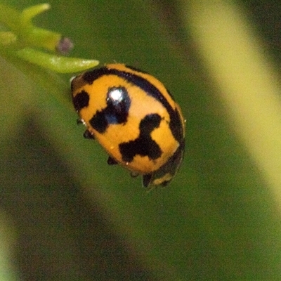 Coccinella transversalis (Transverse Ladybird) at Holt, ACT - Yesterday by AlisonMilton