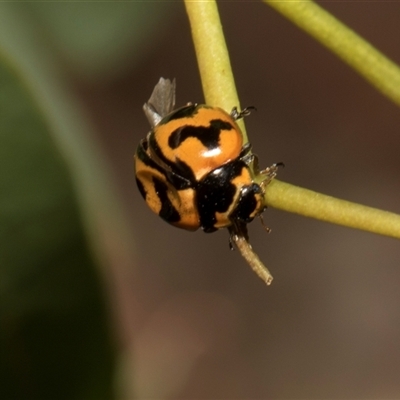 Coccinella transversalis (Transverse Ladybird) at Higgins, ACT - Yesterday by AlisonMilton